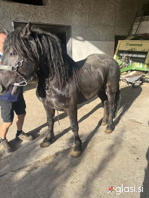 PRODAM ŽREBCA POSAVCA