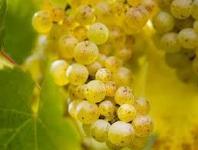 Grozdje Chardonnay in Renski rizling