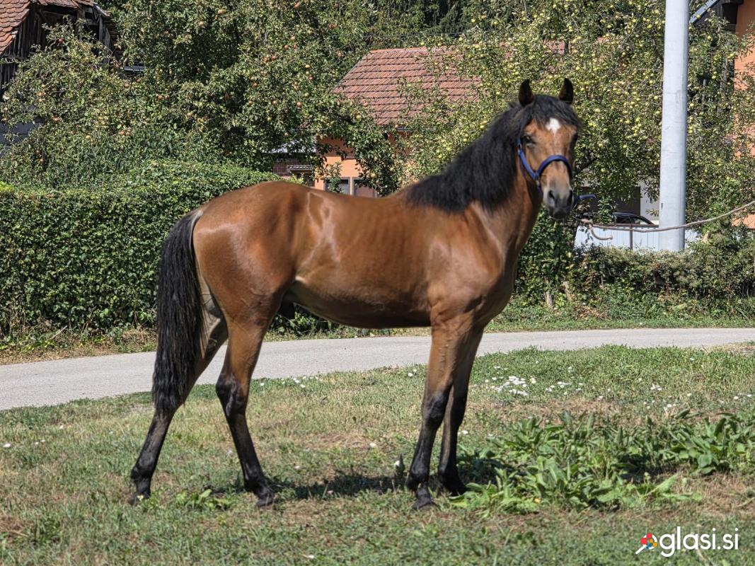 Zrebcek