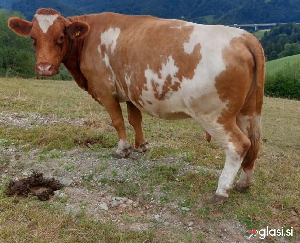 Prodam visoko brejo kravo LS.