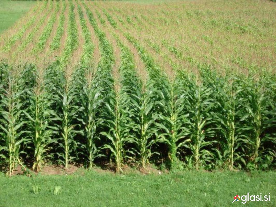 Prodam koruzo 3,5ha