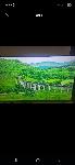 Tv hisense pro 55