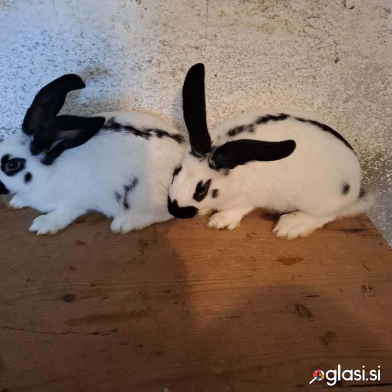 Kunce pasma nemški lisec