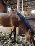 Qh kastrat 4 leta