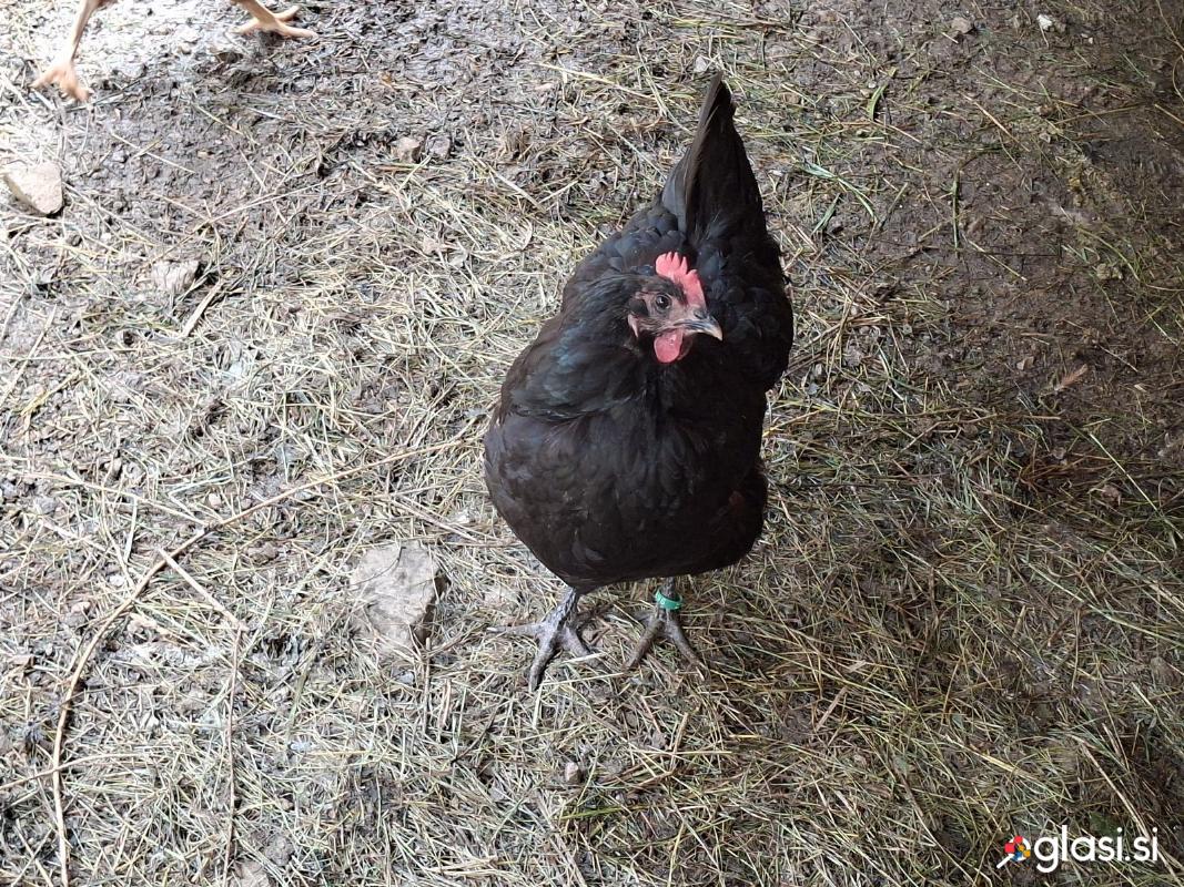 Australorp kokoši