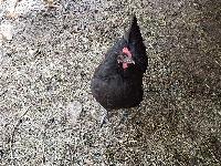 Australorp kokoši