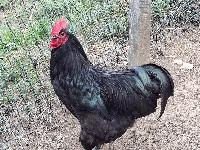 Australorp kokoši