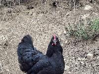 Australorp kokoši
