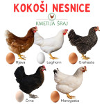 KOKOŠI NESNICE