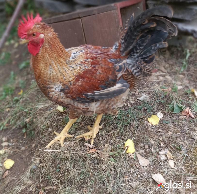 PETELIN - Bielefelder Kennhuhn