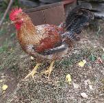 PETELIN - Bielefelder Kennhuhn