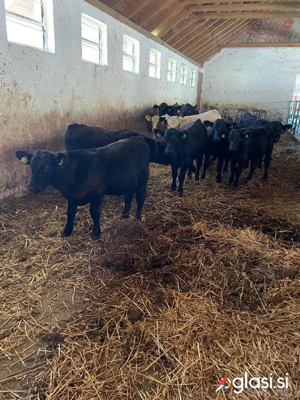 Bikci križanci angus