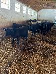 Bikci križanci angus