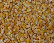 Luščena koruza - UGODNO- 0,30 € / kg