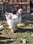 Nemška brahma, petelini