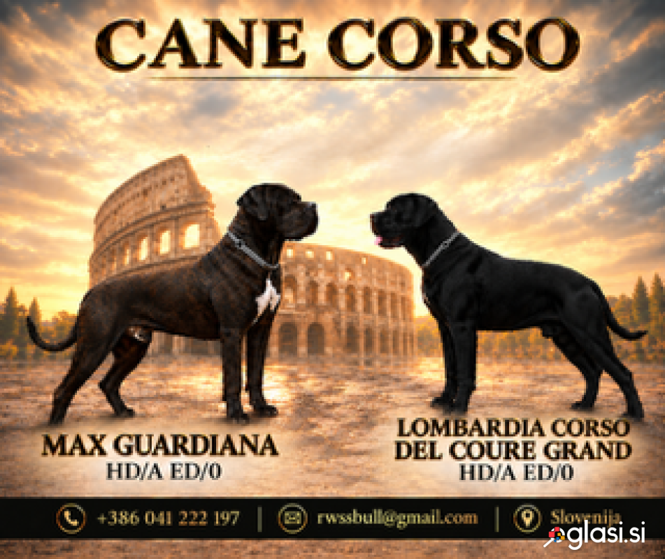 Cane corso