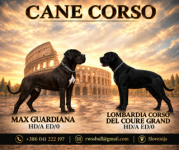 Cane corso