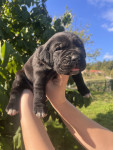 Cane corso