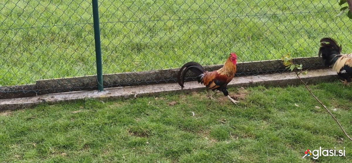 Prodam petelina Ayam Ketawa