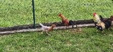 Prodam petelina Ayam Ketawa