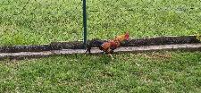 Prodam petelina Ayam Ketawa