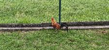 Prodam petelina Ayam Ketawa