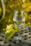 Prodam vino Laški rizling