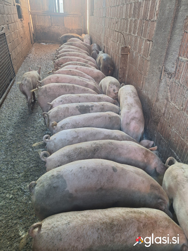 Prašiče težke cca 80-100kg