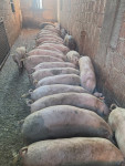 Prašiče težke cca 80-100kg