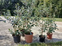 FEIJOA (ananasova guava, Acca sellowiana)