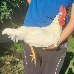 Petelini in kokoši iz pisanih jajc