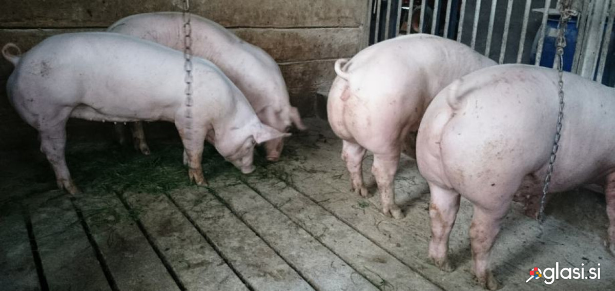 Prašiči mesne pasme od 110 do 150 kg