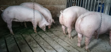 Prašiči mesne pasme od 110 do 150 kg