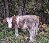 Prodam dva bikca LS