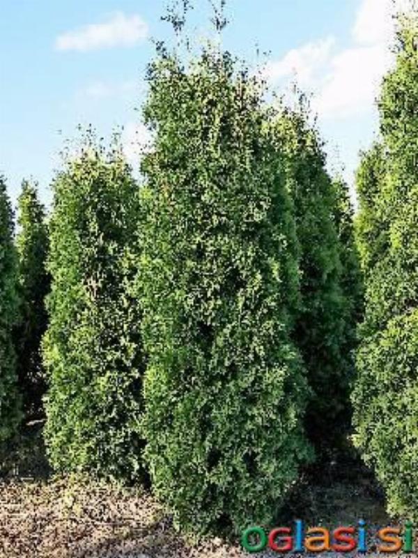 Ciprese sadike Thuja Fastigiata 180-200cm
