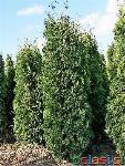 Ciprese sadike Thuja Fastigiata 180-200cm